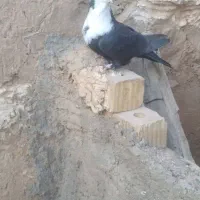 کفتر شهری وسبز دم سفید|پرنده|فسا, |دیوار