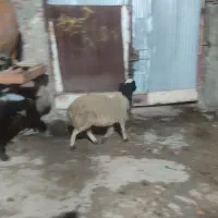 گوسفند|حیوانات مزرعه|دورود, |دیوار