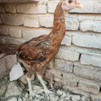 فروش جوجه لاری