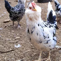 نیمچه،مرغ و خروس گلین،مرندی و گردن لخت