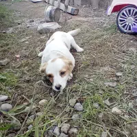 سگ پا کوتاه اشپیز|سگ|کوچصفهان, |دیوار