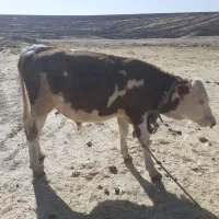 گاو گوساله مونت بیلیارد|حیوانات مزرعه|کرمانشاه, |دیوار