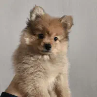 پامرانین خرسی