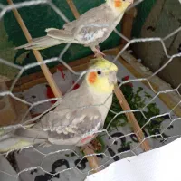 عروسی هلندی سرحال و بدون مشکل