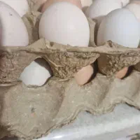 تخم مرغ محلی|خوردنی و آشامیدنی|مشهد, رباط طرق|دیوار