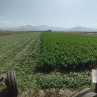 یونجه چین ششم