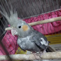 طوطی عروس هلندی|پرنده|صومعه‌سرا, |دیوار