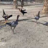 خروس