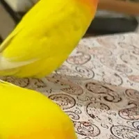 فروش ۵عدد طوطی کوتوله برزیلی|پرنده|بابل, |دیوار