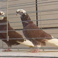 ۴۰ جفت کبوتر نامبروان کاشان