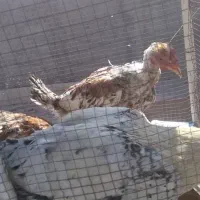 جوجه مرغ خروس|حیوانات مزرعه|رضویه, |دیوار