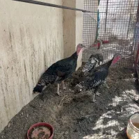 بوقلمو مولد