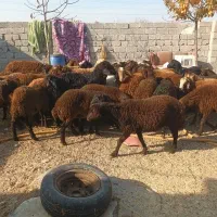 حیوانات مزرعه|حیوانات مزرعه|اردبیل, |دیوار