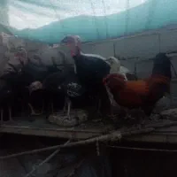 خروس لهستانی
