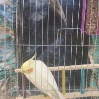 یک جفت عروس هلندی سخنگو|پرنده|اصفهان, شاهد|دیوار