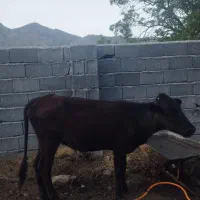 گاو، گوساله