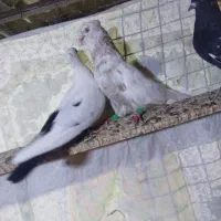 کبوتر  سوسنگرد