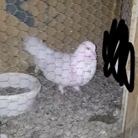 کفتر گم شده|حیوانات|پاکدشت, پاکدشت (مامازند)|دیوار