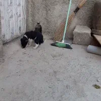 گمشده مژده گانی