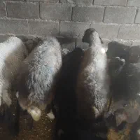 میش بره|حیوانات مزرعه|قره چای, |دیوار