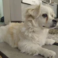 واگذاری سگ رایگان