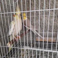 جفت عروس مولد بشرط