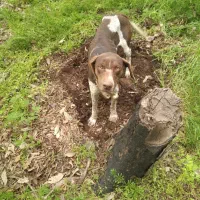 سگ دمبلانی وباهش حرف گوش کن