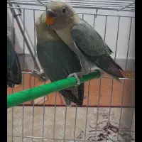 طوطی برزیلی|پرنده|رشت, معلم|دیوار