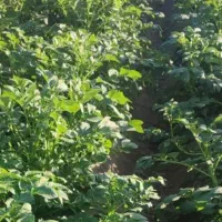 زمین کشاورزی|اجارهٔ دفتر صنعتی، کشاورزی، تجاری|عنبرآباد, |دیوار