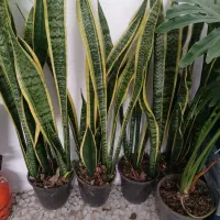 گلهای اپارتمانی