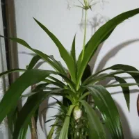 فروش گل  زیبا