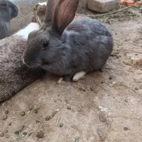 خرگوش نر