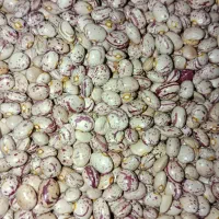 لوبیا|خوردنی و آشامیدنی|یاسوج, |دیوار