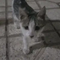 واگذاری رایگان بچه گربه
