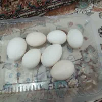 تخم مرغ محلی مرغ گلین