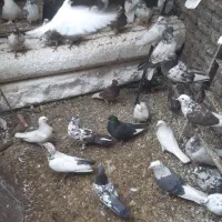 انواع کبوتر رنگ و پرش