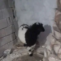 بر ه نر بر ه ماده