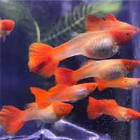 ماهی گوپی مولد تزئینی|ماهی|یزد, |دیوار