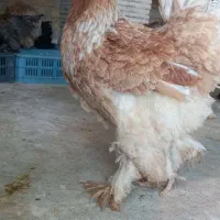 برهما گله مرغ و خروس جوجه برهما فیروزآباد فارس