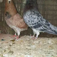 کبوتردونسته پرش سنگین به شرط باضمانت تضمین صددرصد|پرنده|ری, شهید بهشتی|دیوار