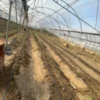 اجاره گلخانه ۶۰۰۰متری ورامین|اجارهٔ دفتر صنعتی، کشاورزی، تجاری|جوادآباد, |دیوار