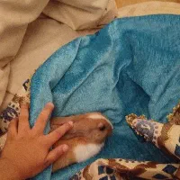 خرگوش باهوش