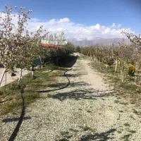 پیش فروش میوه سردرختی آلبالو گلابی سیب زرد