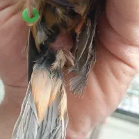 بنام خدا فروش چند عدد قناری سوخته اکات موزائیکی|پرنده|اصفهان, مولوی|دیوار