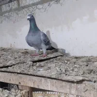 ده تا سبز مسافتی آخر کبوتر|پرنده|کرج, باغ سیب|دیوار