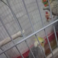 طوطی|پرنده|زنجان, |دیوار
