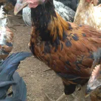 خروس چهار ماهه