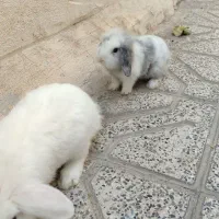دوتا خرگوش با قفس