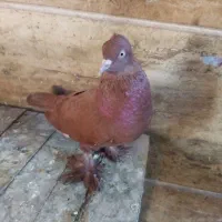 کفتر راعبی ماده