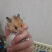 همستر پشمالو